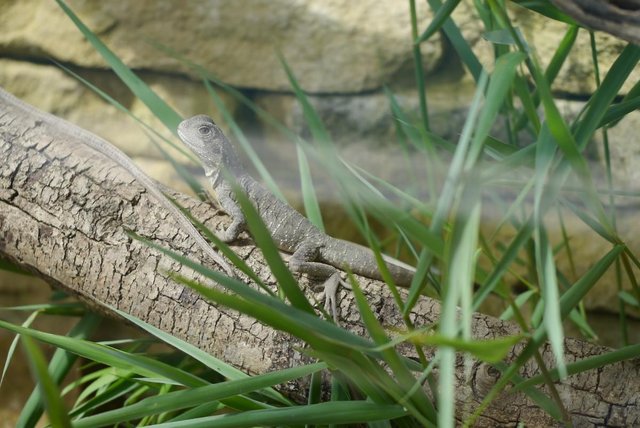 Image 8 of Baby Male Australian Water Dragons (CB Aug 23)