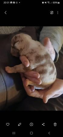Image 10 of Pocket bulldogs forsale reduced