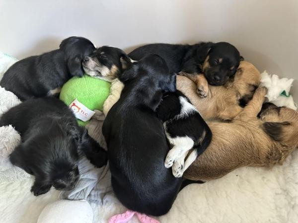 Image 8 of Doxie chon puppies, last 3 left! Reduced