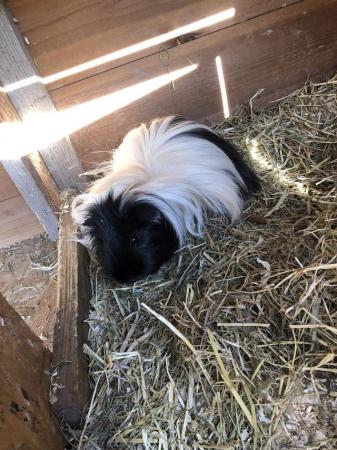 Image 4 of Long Haired Guinea pig with indoor cage