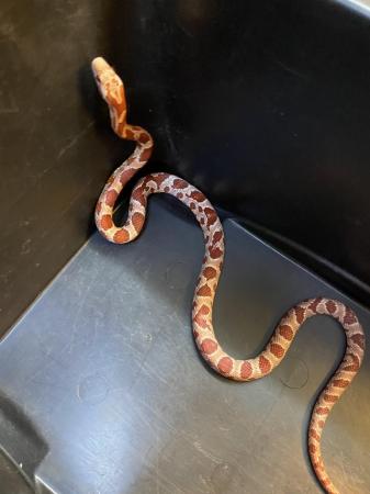 Image 2 of Hypo corn snake Male £60