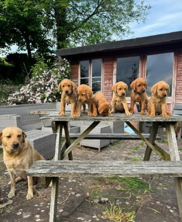 Image 6 of Fox red/dark yellow Labrador puppies for sale