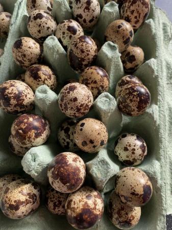 Image 2 of Jumbo quail fertile Hatching eggs