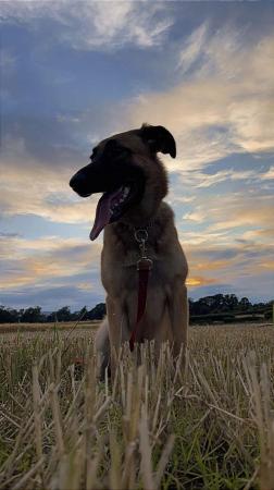 Image 5 of 18 month old GSD x Mali needs experienced home