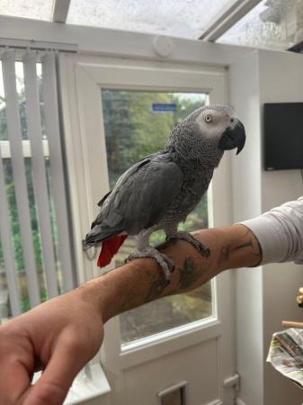 Image 5 of African Grey Parrot Tame and Talking!