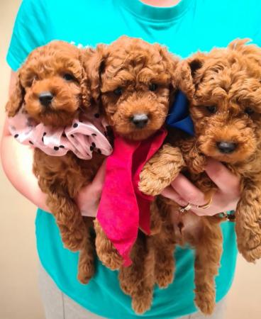 Image 7 of Red Toy Poodle puppy ??