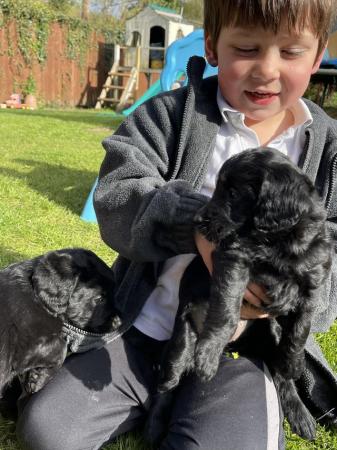 Image 6 of Labradoodle puppies one girl available