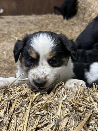 Image 3 of Border collie puppies farm reared