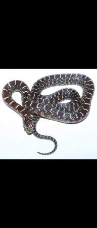Image 4 of Female eastern king snake. Pair of florida king snakes