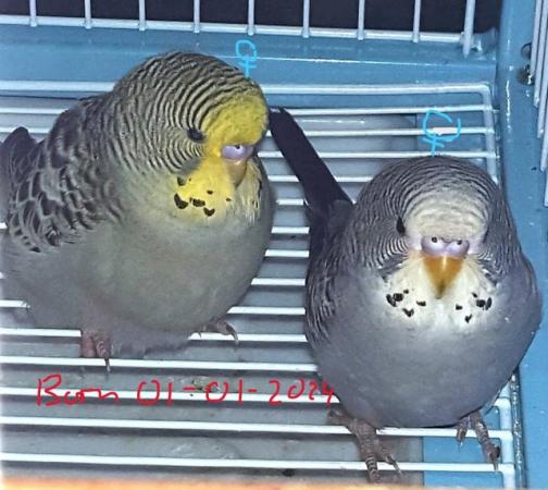 Image 10 of !!!For sale young budgies for rehoming!!!