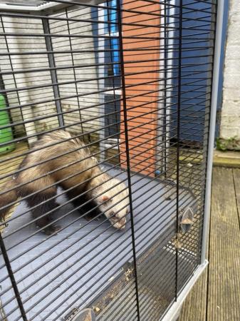 Image 3 of Very friendly and inquisitive ferret and cage