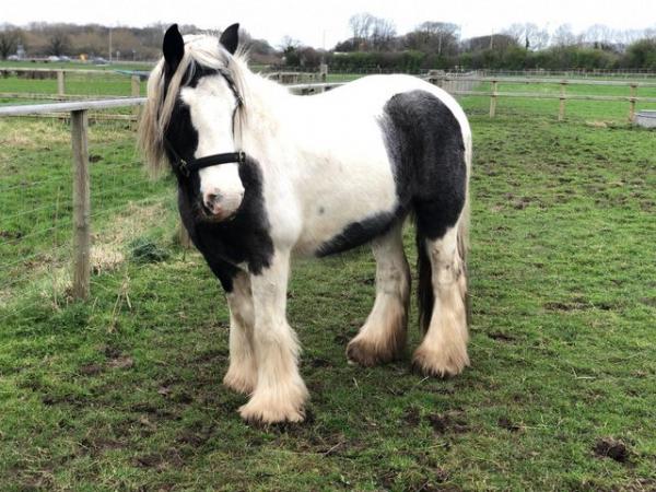 Image 8 of CONFIDENT NOVICE / MOTHER/DAUGHTER SHARE / ALLROUNDER