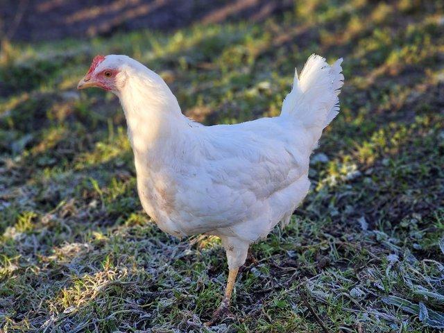Preview of the first image of Pol utility white leghorn pullets.