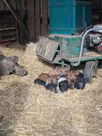 Image 2 of Chunky little weaners ready mid May