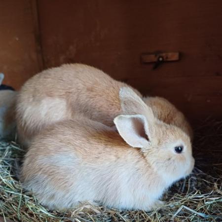 Image 1 of Cute 11 week old mini lops ready to be re-homed