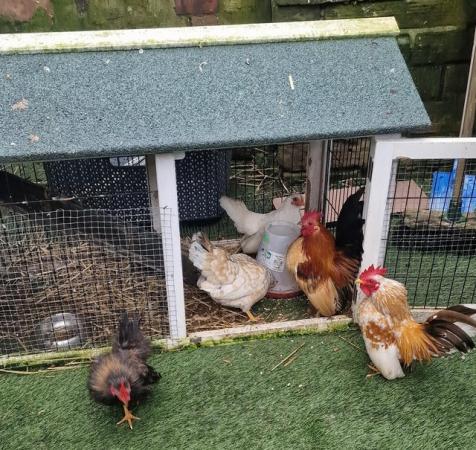 Image 8 of Serama chicken & Coop for sale