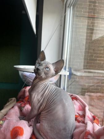 Image 4 of ** Blue Mink Sphynx Boy available ** READY TO LEAVE