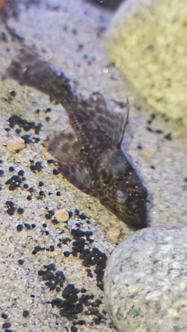 Preview of the first image of 2 month old pleco for rehoming.
