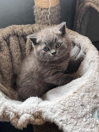 Image 10 of Adorable British blue kittens ready to go now