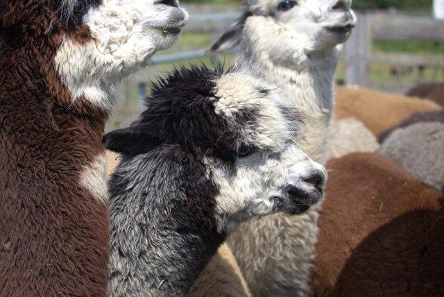 Image 2 of MALE ALPACAS TOP QUALITY BAS AVAILABLE FOR THEIR SERVICES
