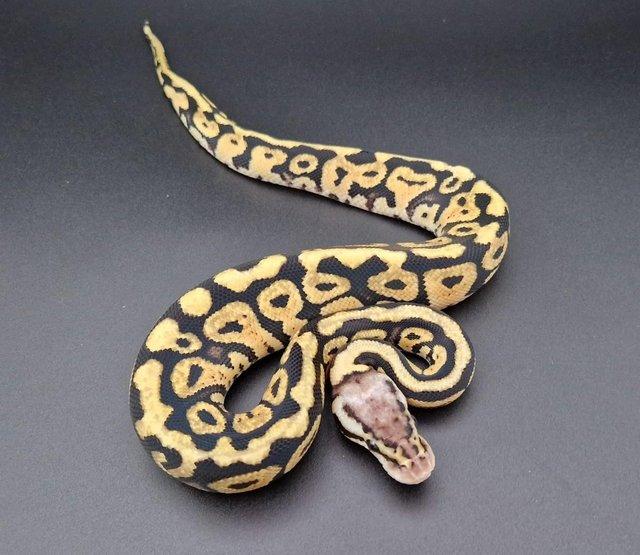 Preview of the first image of Pastel Spotnose Het Clown Female Ball Python 230903.