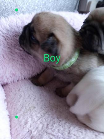 Image 5 of Beautiful pug Puppies ...10 day old pugs 4 available