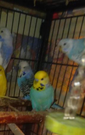 Image 10 of Budgies for sale liverpool