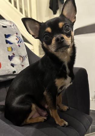 Image 10 of Stunning KC Registered Chihuahuas