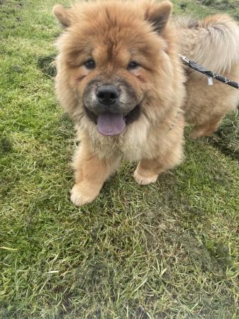 Image 12 of READY NOW BEAUTIFUL FULL KC CHOW CHOW PUPPIES!!