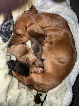 Image 7 of Gorgeous cream/dapple/black and tan miniature dachshund pups