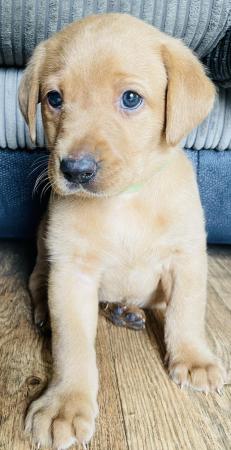 Image 9 of Labrador Puppies, KC Registered, Helsby , Cheshire