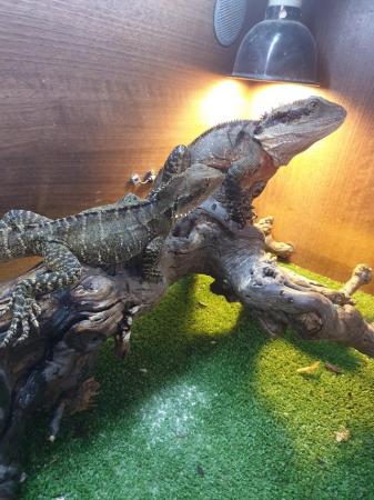 Image 5 of Proven pair of Australian water dragons lizards