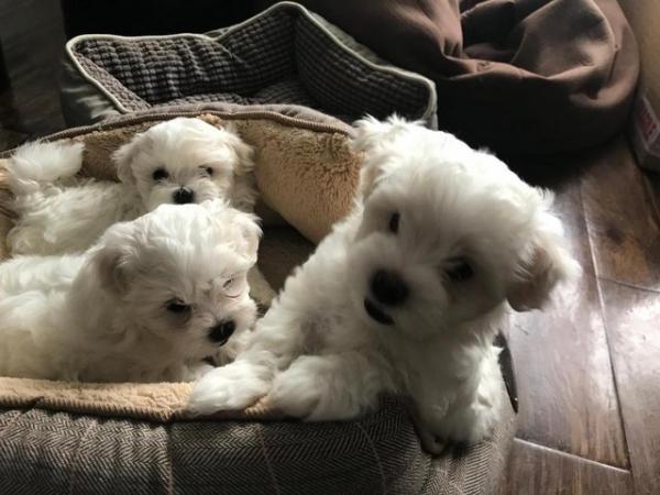 Image 6 of Two Maltese Female Puppies