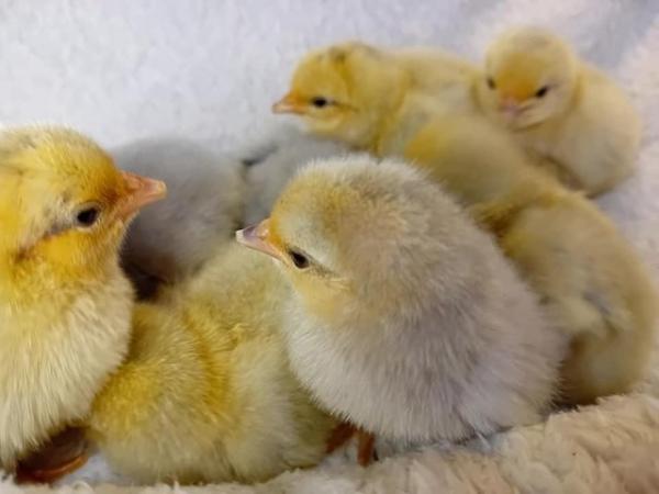 Image 7 of Porcelain Sablepoot Bantam Chicks ~ hatched 17.4.24