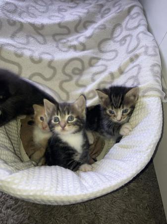 Image 14 of Beautiful Siamese X kittens