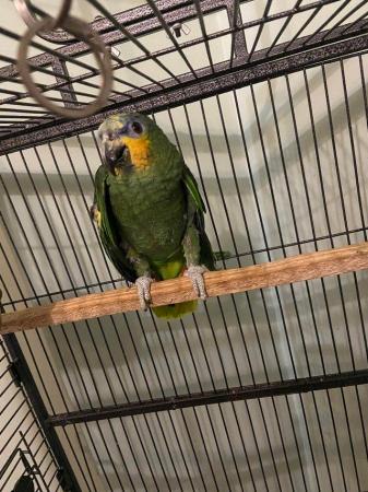 Image 2 of Amazon parrot orange winged for sale