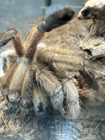 Image 9 of Adult Tarantula (complete w/ full habitat & tank!)