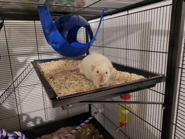 Image 5 of 2 gorgeous dumbo male rats needing a new home