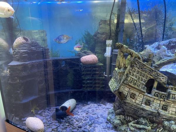 Image 4 of Tropical fish tank shut down