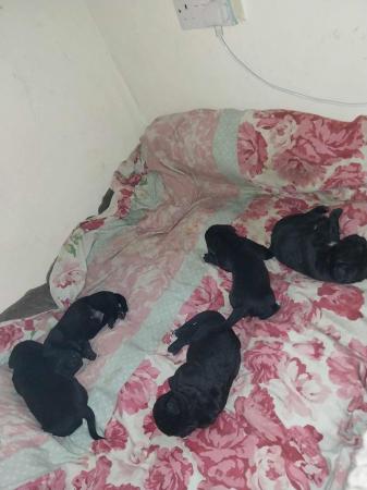 Image 3 of 7 week old Cane corso puppies
