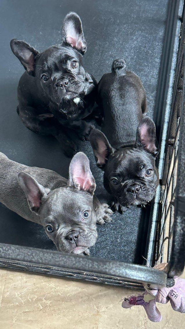 Preview of the first image of Kc frenchbulldog pups £900.