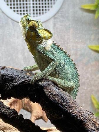 Image 4 of Chameleons available at Birmingham Reptiles