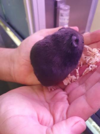 Image 3 of Baby Syrian Hamsters- Males & Females