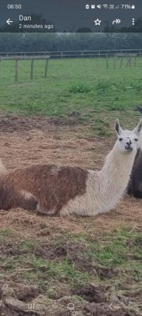 Image 1 of 16 month old male llama