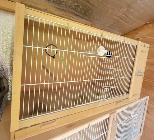 Image 6 of Budgies & breeding cages for sale