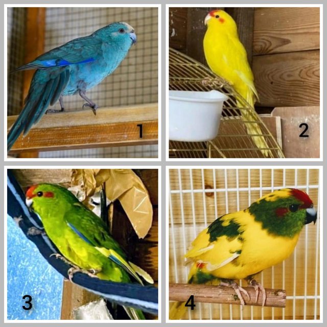 Preview of the first image of Kakariki Parrots All Different Colours.