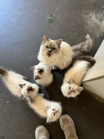 Image 7 of 4 adorable Ragdoll Kittens