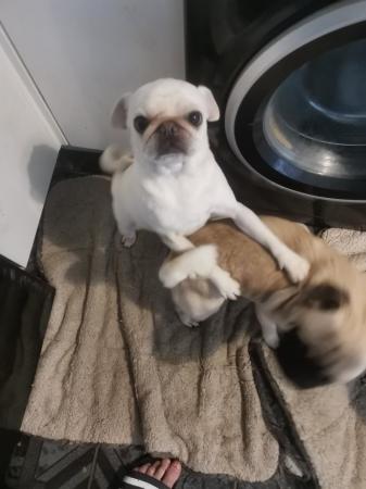 Image 4 of White female pug Gracie 2 years old