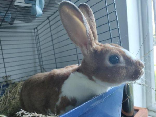 Image 3 of Beautiful white and brown female rabbit.