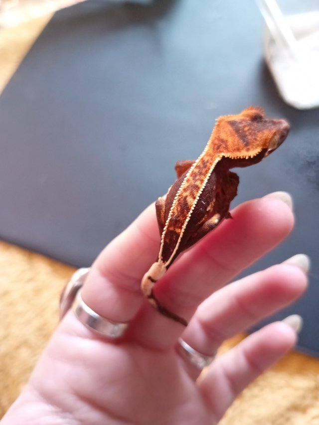 Preview of the first image of Full Pinstripe Harlequin Crested Gecko 3.23g 6 Months.